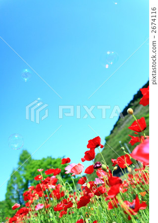 花園 罌粟花 花朵 2674116