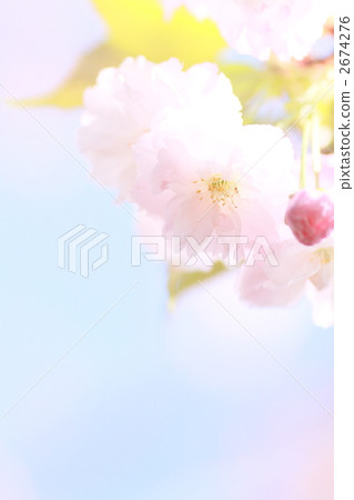 Matsuki Sakura Matsuki Sakura 2674276