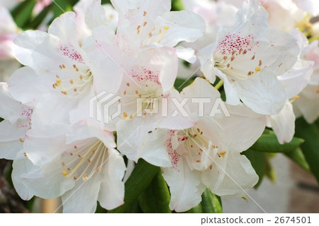 杜鵑花 杜鵑 石楠花 2674501