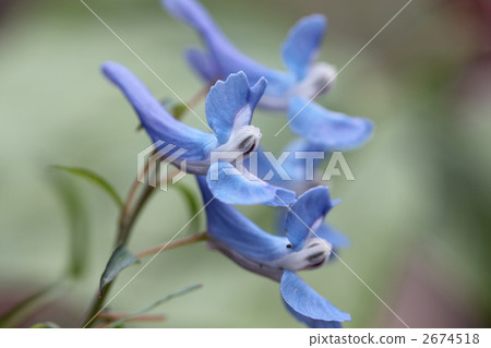 它是Ezoengosaku的一朵花。 2674518