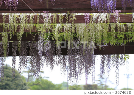 wisteria trellis, wisteria, tsu 2674628