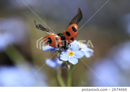 myosoti, myosotis scorpioide, seven-spot ladybird 2674666