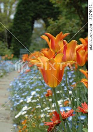 Small diameter of the garden and lily flowering tulip 2674681