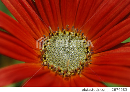 Gerbera red Gerbera red 2674683