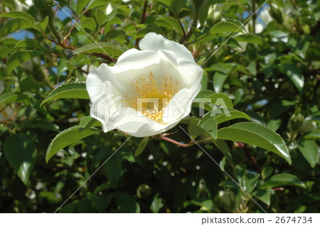 Naniwa thora 2674734