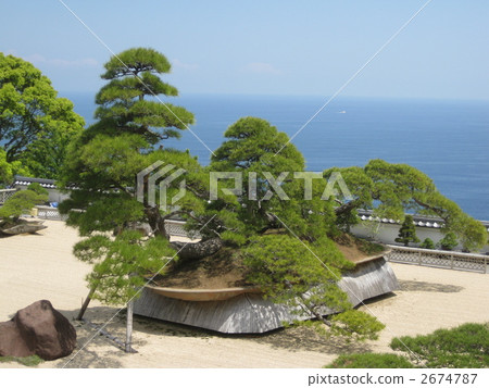 small bonsai tree Chinese Banyan Bonsai Tree for Home and Office main image 0