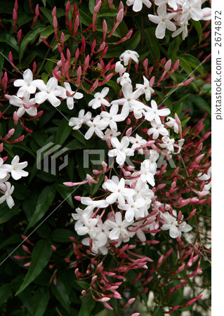 Hagoromo Jasmine 2674872