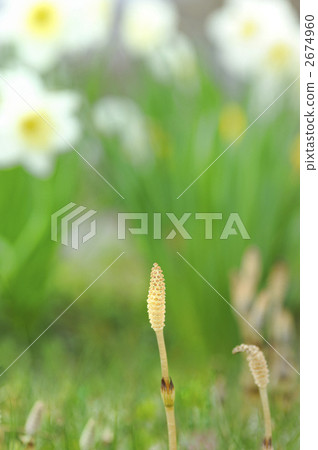 馬尾 山野菜 野草 2674960