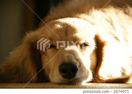 The sunny dachshund 2674971