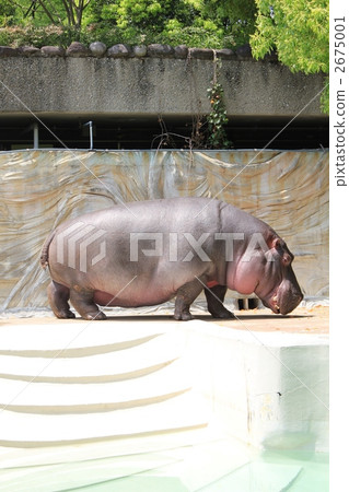 Hippopotamus 2675001