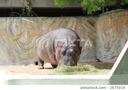 河馬吃 2675019