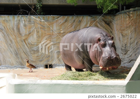 河馬吃 2675022