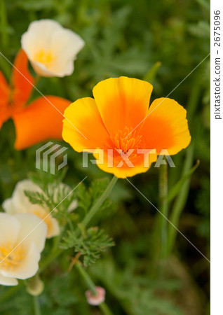 黃色和橙色加州罌粟 2675096