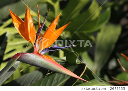 Bird of Paradise 2675335