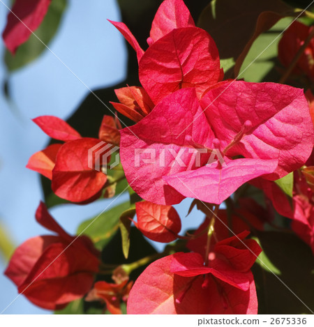 Bougainvillea 2675336