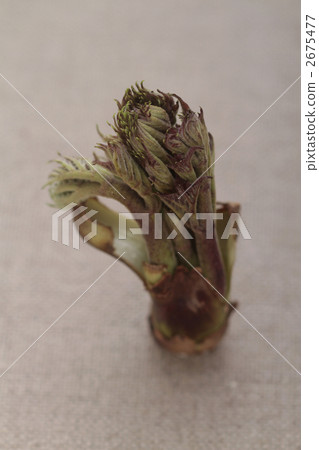 Bud of tara 2675477