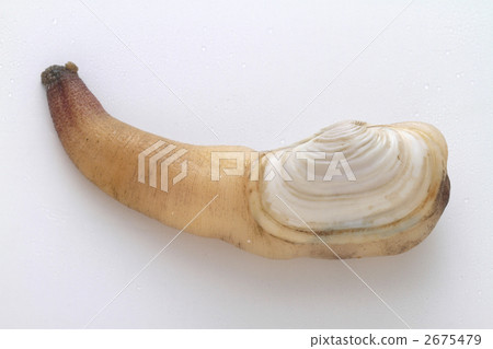 White mill shell 2675479