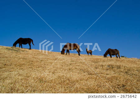 馬與鹿 馬與鹿 2675642