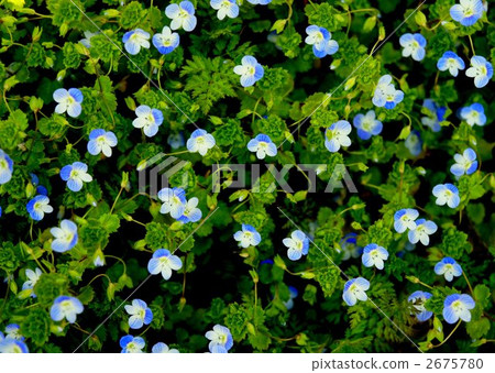 波斯Speedwell 2675780