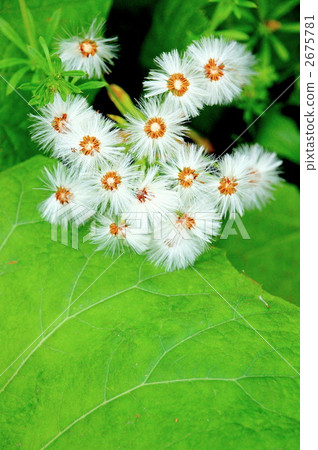 款冬 款冬 2675781