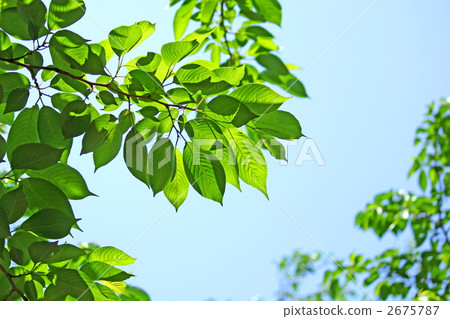 植物 植物學 植物的 2675787
