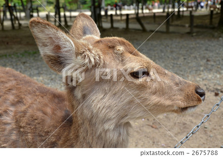 奈良公園鹿 2675788