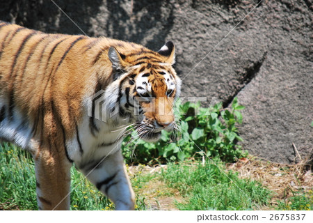 tiger, tigers, one animal 2675837