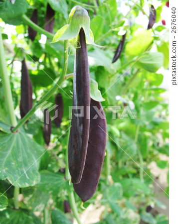 Tutankhamun peas Tutankhamun peas 2676040