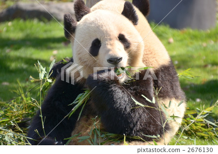 熊貓 大熊貓 動物 2676130