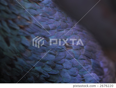 Bird's feather 2676220