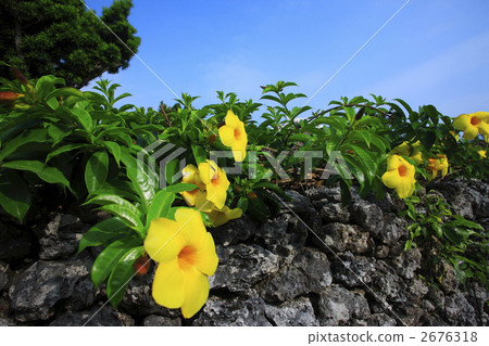 Tropical flowers Allamanda 2676318