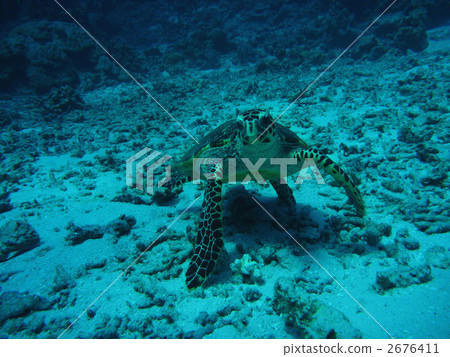 玳瑁海龜 海龜 海洋動物 2676411