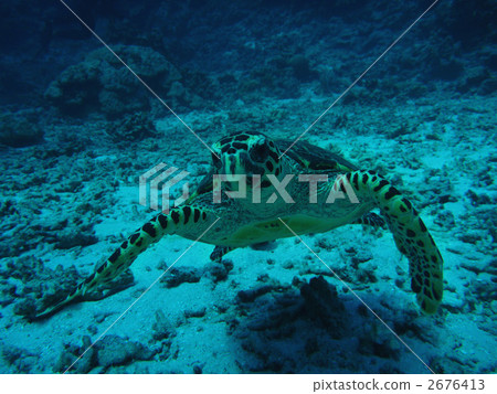 hawksbill, hawksbill sea turtle, sea animals 2676413