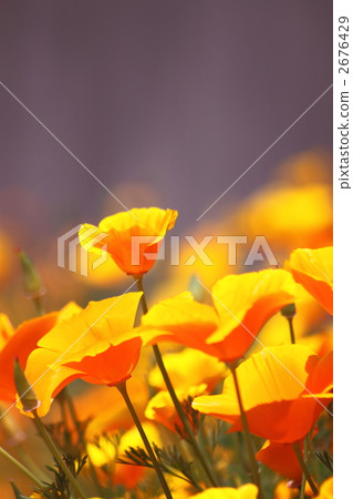 california poppy, tamba city, hyogo prefecture 2676429