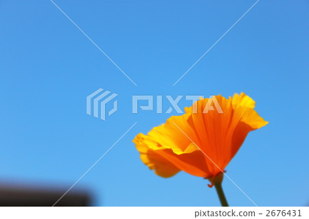 california poppy, tamba city, hyogo prefecture 2676431