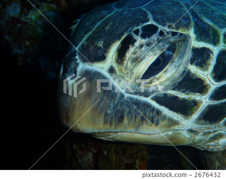 玳瑁海龜 海洋動物 海龜 2676432
