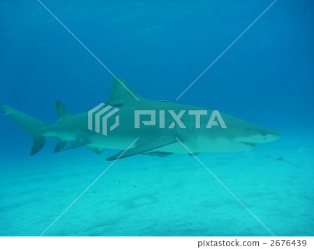 shark, sharks, saltwater fish 2676439