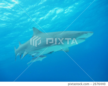 shark, sharks, caribbean 2676440