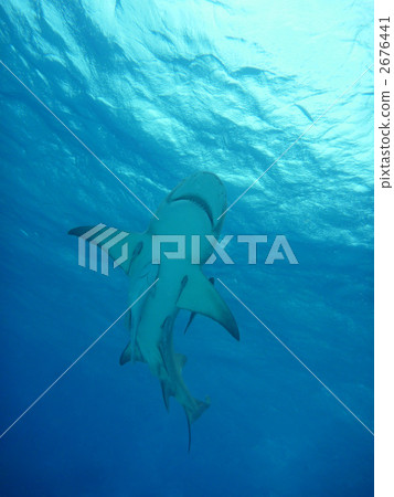 鯊魚 鹹水魚 海水魚 2676441