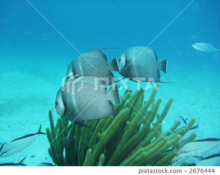 angel fish, saltwater fish, caribbean 2676444