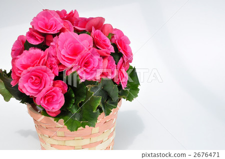 Pink Reegas Begonia 2676471