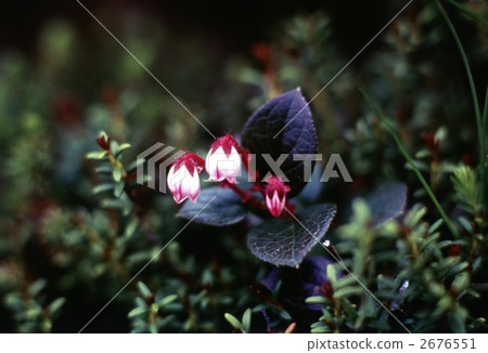 Akamono Akamono 2676551