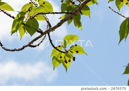 Cherry fruit and blue sky of Arakawa nature park 2676570