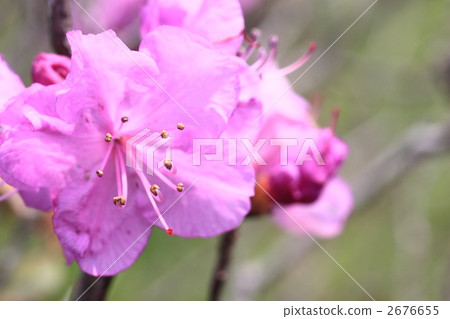 Ezomurasaki azalea Ezomurasaki azalea 2676655