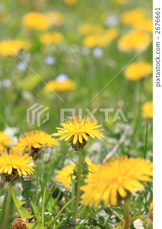 西洋蒲公英 2676661
