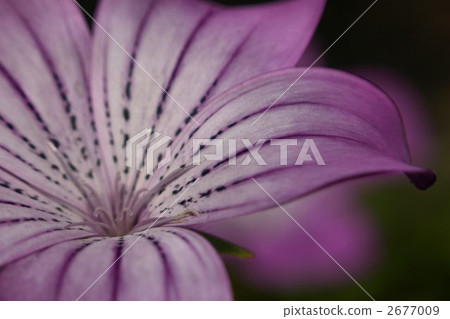 Mugi senneum 2677009