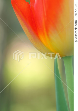 Flirt tulips 2677105