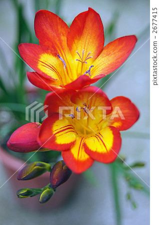 Freesia potted plant 2677415