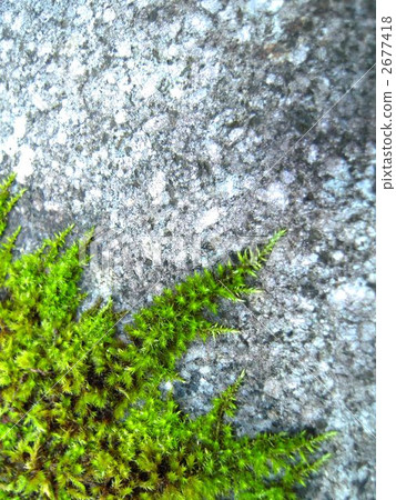 moss, rock, stone 2677418