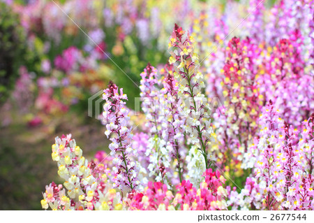 Rinaria Rinaria 2677544